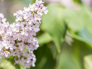 Pink Blooming Lilac Flowers in spring with blured background