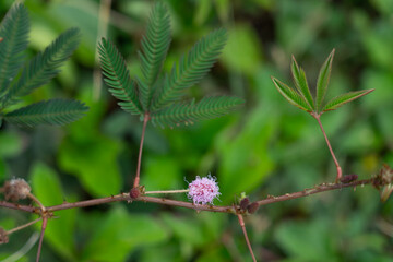 Mimosa pudica also called sensitive plant, sleepy plant, action plant, touch-me-not, shameplant. Hoomaluhia Botanical Garden
