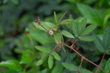 Mimosa pudica also called sensitive plant, sleepy plant, action plant, touch-me-not, shameplant. Hoomaluhia Botanical Garden
