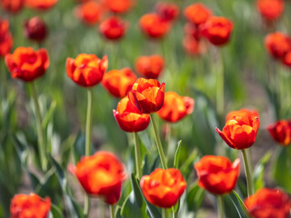 Fototapeta premium Colorful red tulips blossom in spring garden