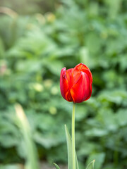 Colorful red tulips blossom in spring garden
