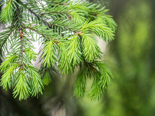 Fir branches with fresh shoots in spring.