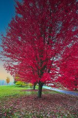 Autumn in Vermont, New England, USA,  - 484789784