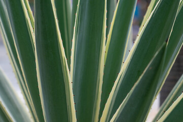 Obraz na płótnie Canvas Agave angustifolia (Caribbean agave) is a type of agave plant which is native to Mexico and Central America. It is used to make mezcal and also as an ornamental plant, particularly the cultivar 'Margi