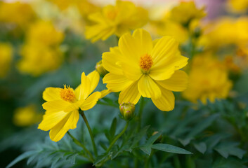 Natural background of Cosmos sulphureus, yellow cosmos flowers blooming in the tropical garden for background.