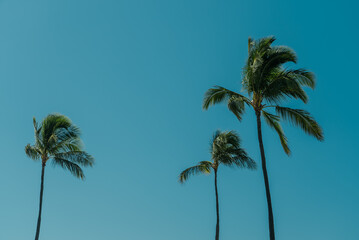 Palm tree， Magic Island, Ala Moana Regional Park, HONOLULU Oahu Hawaii

