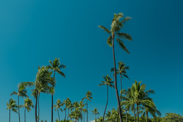 Palm tree， Magic Island, Ala Moana Regional Park, HONOLULU Oahu Hawaii
- 484790166