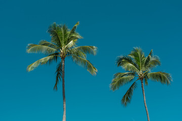 Palm tree， Magic Island, Ala Moana Regional Park, HONOLULU Oahu Hawaii
- 484790176