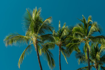 Palm tree， Magic Island, Ala Moana Regional Park, HONOLULU Oahu Hawaii
- 484790178