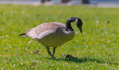 Canadian goose grazing on grass in a sunny summer day