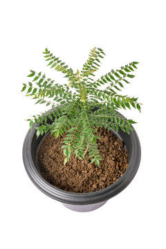 curry leaf or sweet neem plant grow in a pot, home gardening concept, closeup view 