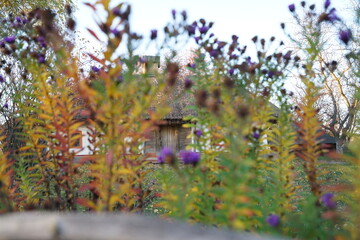 flowers in the garden