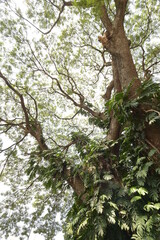 Landscape the big tree with nature background