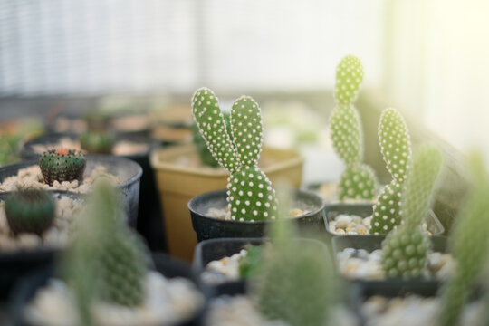 Image of cactus in garden with morning light. flower plant hobby concept