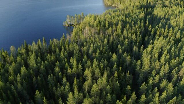 Green needle trees in a big forest next to the Baltic Sea on a sunny day in Finland. Drone dolley shot