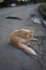 cat on the road