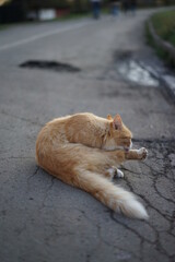 Cat on the street 