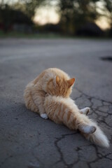 cat on the street