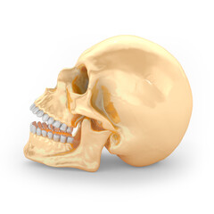 Golden skull profile with silver teeth. Art concept. 3D rendering.