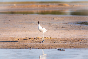 The pied avocet, Recurvirostra avosetta, is a large black and white wader with long, upturned beak