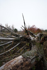 tree in the forest