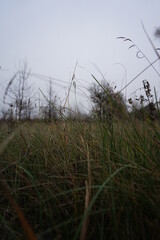 grass in the wind
