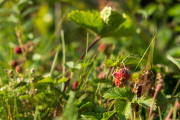Wild strawberry in summer season. Nature concept.