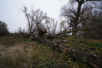 tree in the forest