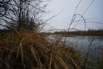Obraz premium reeds in the water