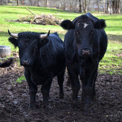 Steer with Bull