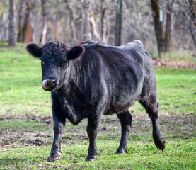 Fototapeta premium Steer with Tongue