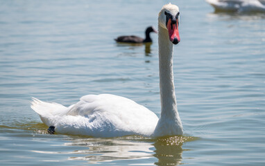 Fototapeta premium Graceful white Swan swimming in the lake, swans in the wild. Portrait of a white swan swimming on a lake.