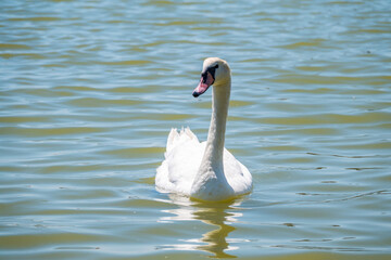 Graceful white Swan swimming in the lake, swans in the wild. Portrait of a white swan swimming on a lake.