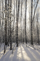 Dawn in the snowy forest. Beautiful view