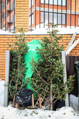 Discarded Christmas trees near trash cans in a residential area. After Christmas