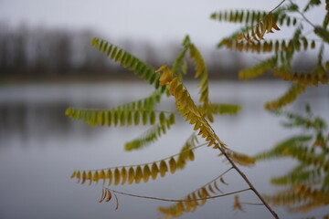 water drops on the tree