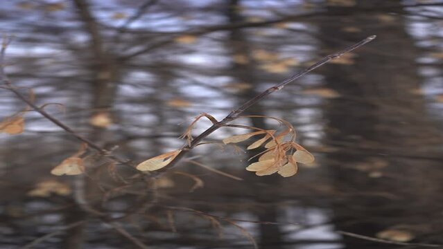 Real winter background: Dry ash catkin on a clear winter day. Nature documentary. 4k. Vertical video