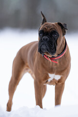 portrait of a German boxer breed dog in a winter park close-up front view