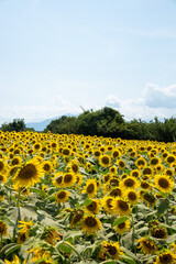 Obraz premium 奥多摩 ひまわり畑