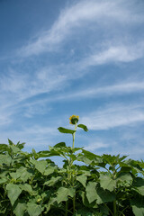 奥多摩　ひまわり畑