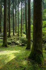 茨城県花園神社の木々