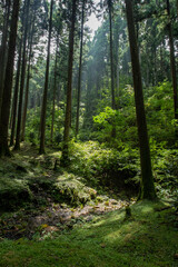 Obraz premium 茨城県 花園神社