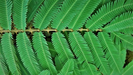 Mimosa pudica in the forest