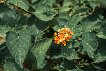 Wild Orange Flower and leaves 