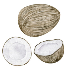 Watercolor coconut hand drawn illustration.  Isolated clipart element on white background.