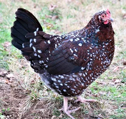 Raamstickers chicken in the grass © jason