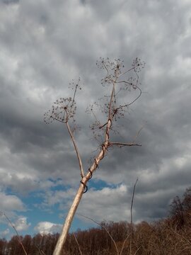 dead tree in the clouds