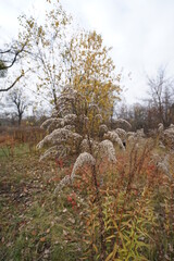 autumn in the forest