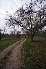 Fototapeta na wymiar road in the autumn