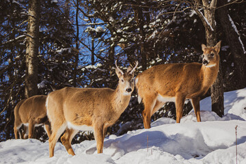 Naklejka na ściany i meble deers in snow